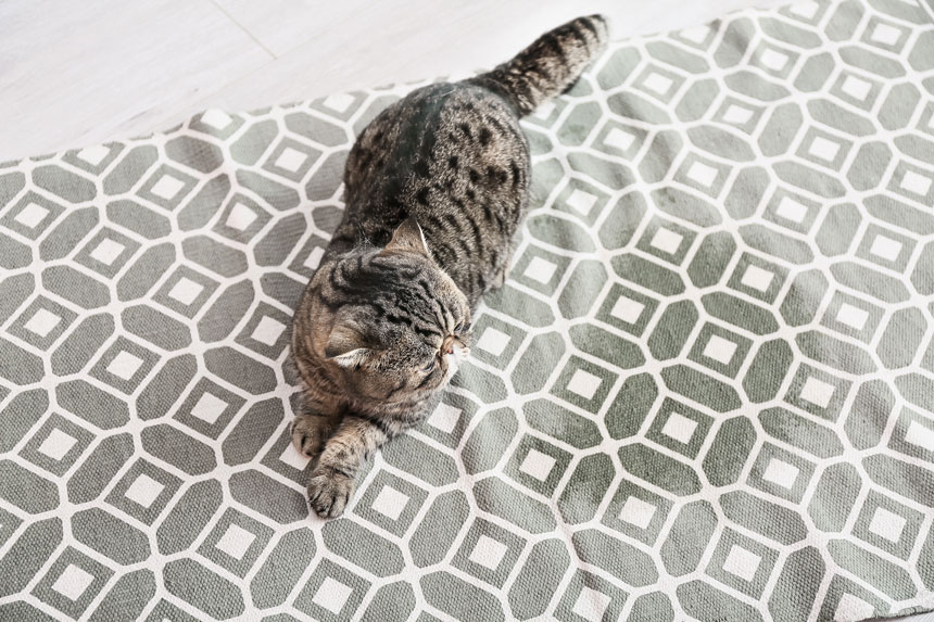 Cat accident on rug