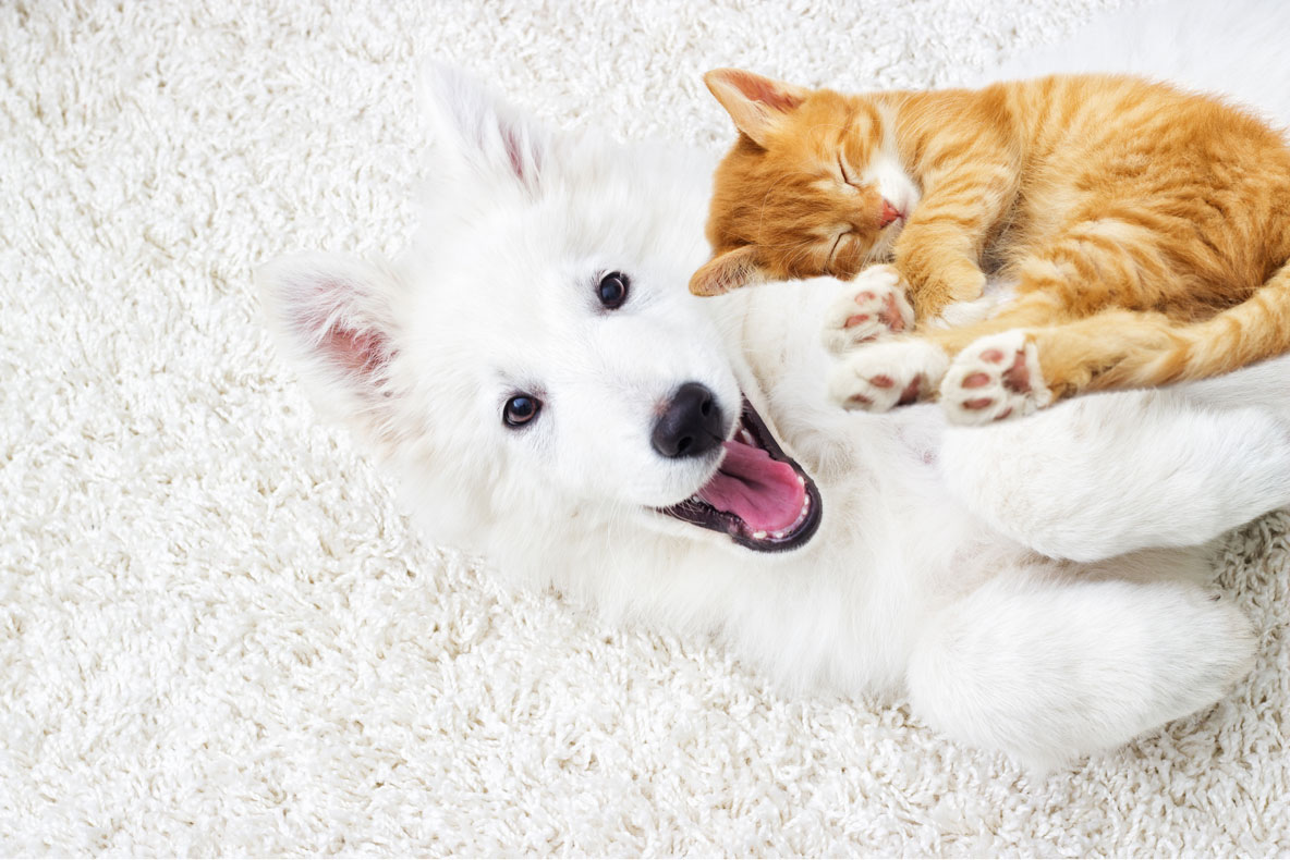 Dog & cat on carpeting